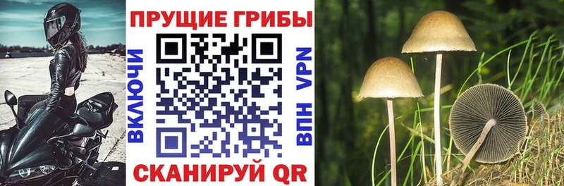 наркота  Суздаль  Галлюциногенные грибы прущие грибы 